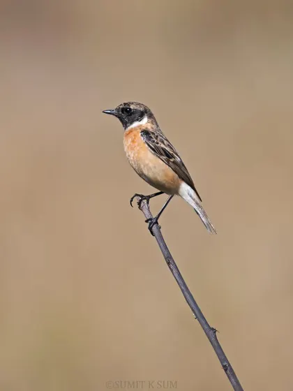 A Siberian Stonechat on a simple, stark perch, allowing its subtle colours and form to be the focus.