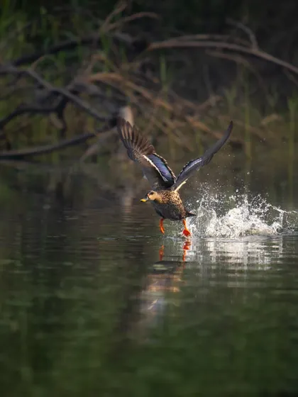 A duck taking off with explosive force, water splashing everywhere. This is a high-action shot that freezes a dynamic moment, showing the power behind the bird's movement.