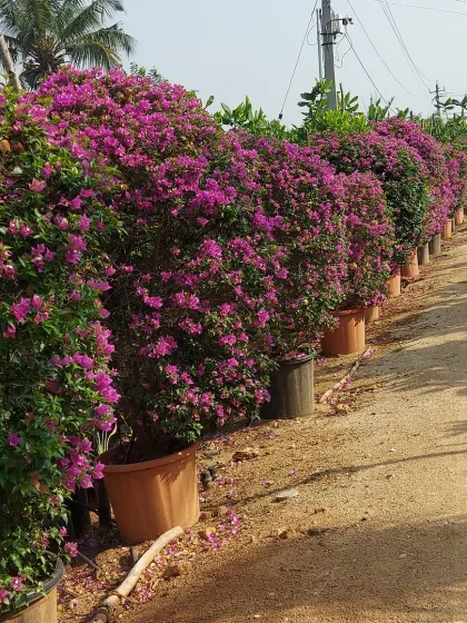 A long row of mature, deep pink bougainvillea bushes in large pots. This shows my capacity to supply uniform, high-quality plants for creating lush, colorful hedges or property borders.