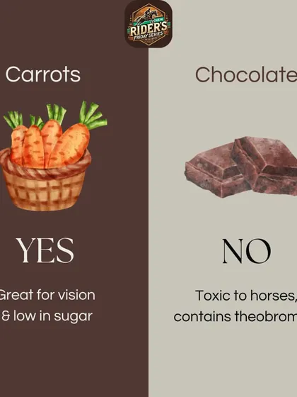 Carrots are a great, low-sugar treat for horses, but chocolate is toxic. This simple graphic is part of our educational series on what foods are safe and what to avoid.