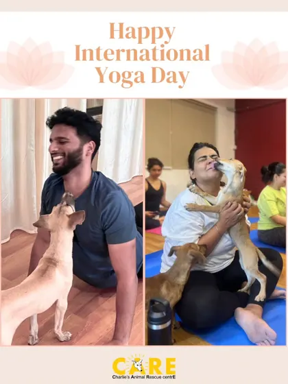On International Yoga Day, we thank our long-time partners at Pawga. Their puppy yoga sessions help socialize our pups and raise funds, always putting the animals' welfare first.