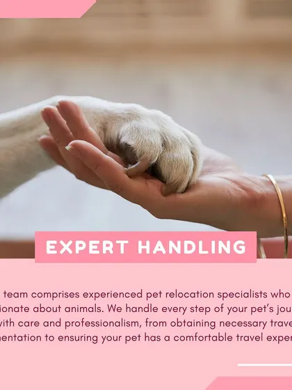 Our service is built on trust and expertise. This image represents our core promise: every pet is handled by experienced, passionate specialists who manage every detail of the journey with professionalism and genuine care for animal welfare.