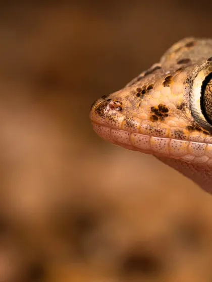 An extreme close-up of a gecko's eye. The intricate, vertical pupil and detailed scales are a universe in themselves.