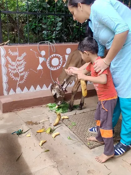 A young child reaches out to feed a calf, learning about animals through direct, supervised interaction. These experiences create lasting memories and foster a deep respect for nature.