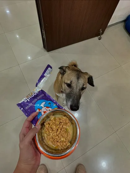 A bowl of our Punchy Paneer ready to be served. Sriracha is focused and waiting for the signal to start. It's a great source of protein for our vegetarian pup friends.