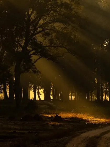Beams of golden sunlight cut through the morning mist in Kanha. Learning to see and use light like this is one of the most important skills in photography.