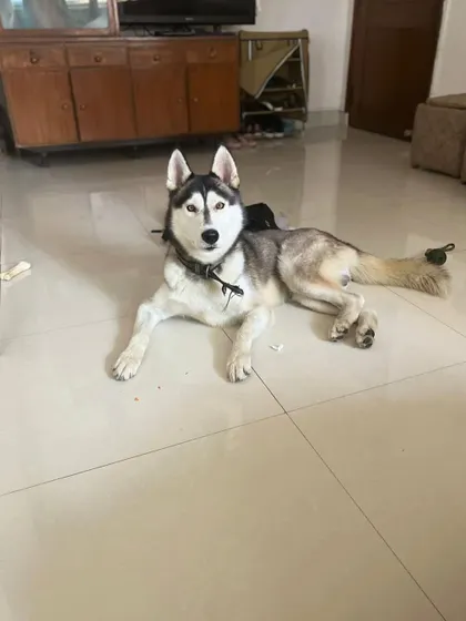 ADOPTED! Bear, a 5 year old husky who had been tied up his whole life, has found his forever home. He is an absolute sweetheart and we couldn't be happier for him.
