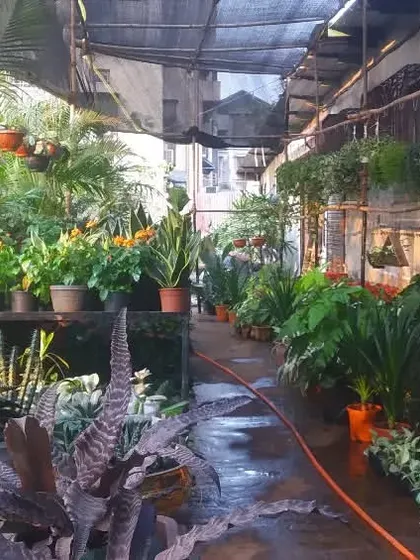 Come and visit PlantScape Nursery. We are here for all your plant needs, whether you're a beginner or a seasoned collector.
