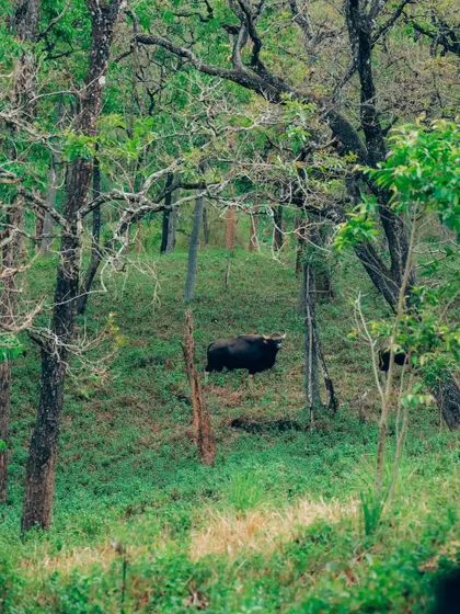 A lone Indian Gaur seen on a green hillock in the distance, showcasing the animal in its vast habitat.