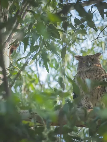 A Brown Fish Owl perched in a Eucalyptus plantation in Gohana, Haryana. This area is famous among birders for these specific owls.