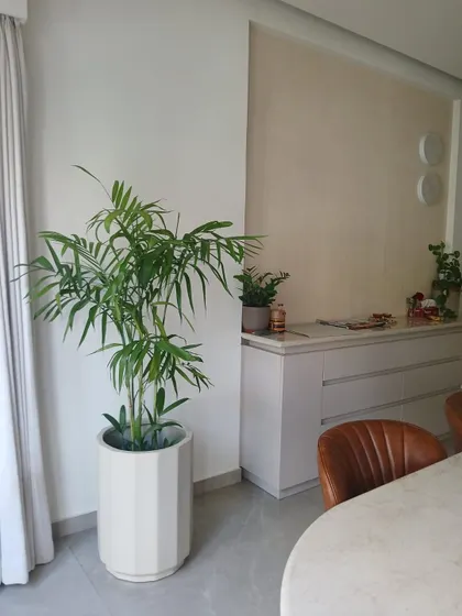 Placed in a bright dining area, this Bamboo Palm thrives and adds a natural element to the room. It’s a great way to soften modern interiors and improve air quality where you eat.