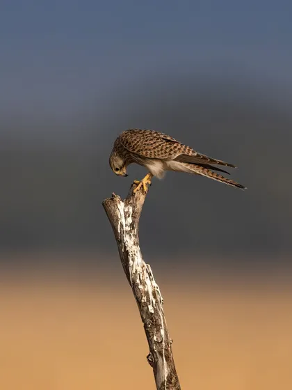 The kestrel looks down, likely spotting prey. This pose creates a sense of anticipation and tells the story of a hunter at work.