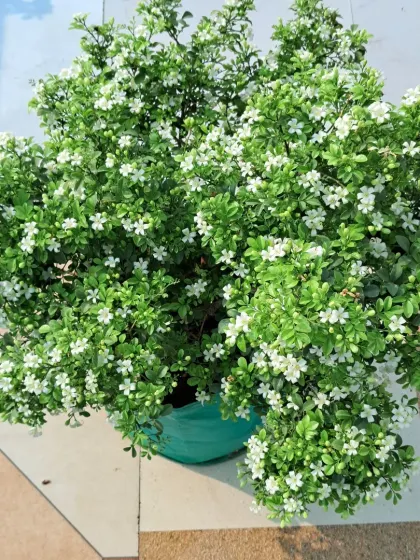 A full view of a Madhukamini plant in a grow bag.