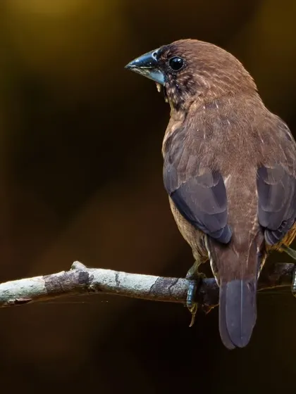 A Black-throated Munia perches on a branch, its subtle brown and black plumage creating an elegant portrait.