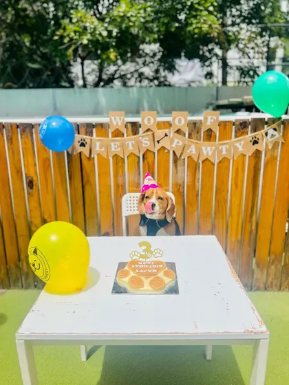 A moment of pure anticipation before the birthday feast begins. This pup is ready to dig into his special cake, surrounded by festive balloons and decorations.