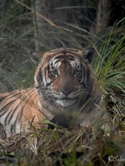 A powerful male tiger resting in the grasslands of Dudhwa National Park. A memory from a truly unforgettable trip.