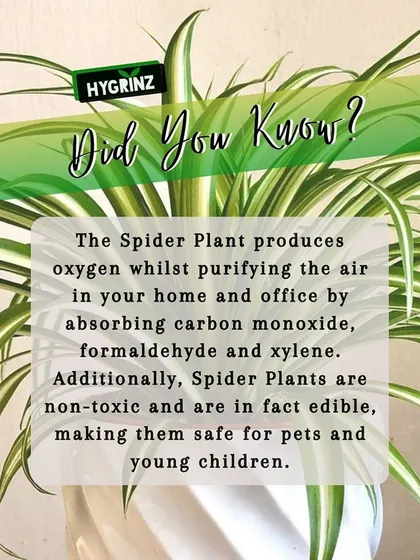 The Spider Plant is a great choice for homes with pets and children because it is non-toxic. It's also a fantastic air purifier.