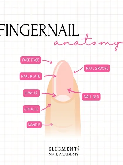 A clear, labeled diagram of the fingernail anatomy. Understanding the free edge, nail plate, cuticle, and nail bed is the first step for any nail technician.