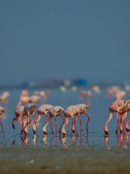 A flock of Lesser Flamingos feeding in the shallow coastal waters. This wide shot captures the social nature of these birds and the scale of their habitat.