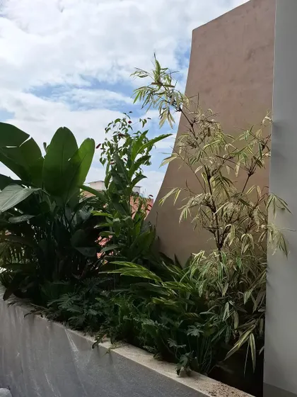A lush indoor planter filled with a variety of tropical plants, including Bird of Paradise and variegated bamboo, creating a natural screen with a view of the sky.