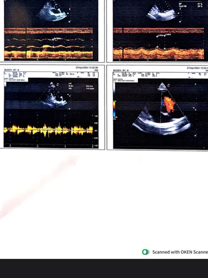 Scans from Buddy's echo test. These diagnostic tools are essential for our vets to create a proper treatment plan.