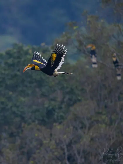 A hornbill in flight with others perched in the background, giving a sense of the congregation's scale.