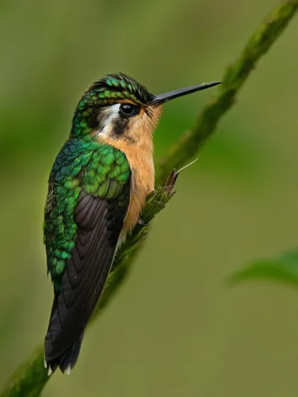 A female Purple-throated Mountain-gem, more subtle in her coloring but equally beautiful. We aim to photograph both male and female of a species to tell a complete story.