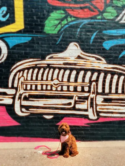 We take training to the streets. Here's our graduate Honey, calmly posing in front of a mural, showing how our real-world exposure builds confident dogs.