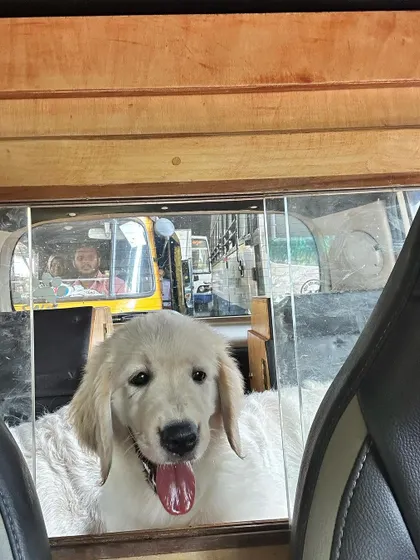 Introducing a new puppy, Pepper, to car travel. These images show the process of getting her comfortable sharing space with my older dogs in different vehicles, including an auto.
