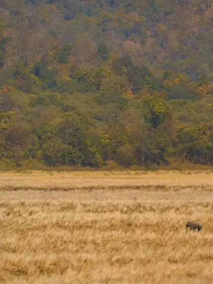 A duplicate of image 59, highlighting the solitude and freedom of the elephant in its expansive environment.