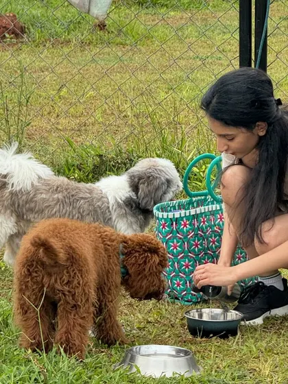 A thoughtful moment as a pet parent gives her dogs some fresh water after a play session.
