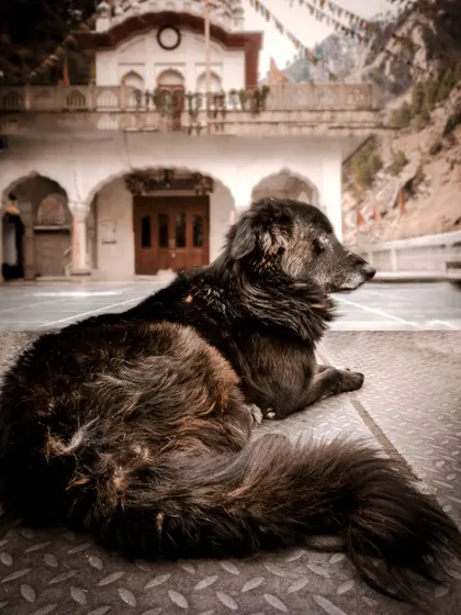 A beautiful and serene shot of a dog resting in front of a Gurudwara in Manikaran, blending travel, architecture, and pet photography.