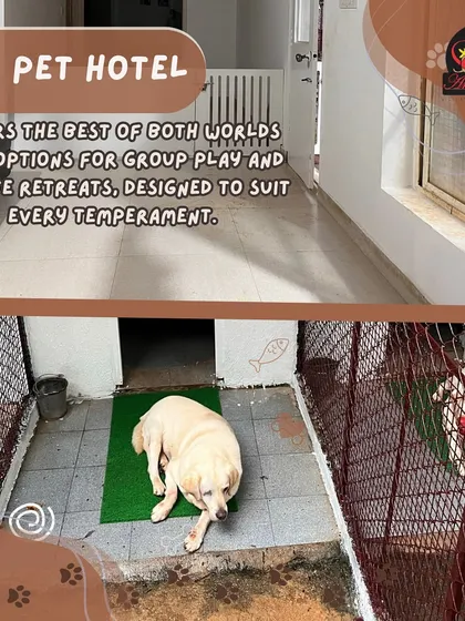 Our Pet Hotel in Rajanukunte offers the best of both worlds. It features options for group play in large, secure areas as well as private suites for quiet relaxation.