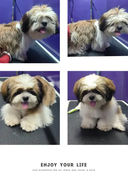 Charlie is here to show off his well-groomed look, from his neat haircut to his clean paws.