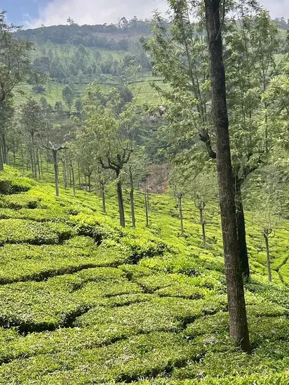 The lush green carpet of tea plantations that covers the hills of Ooty and Coonoor.