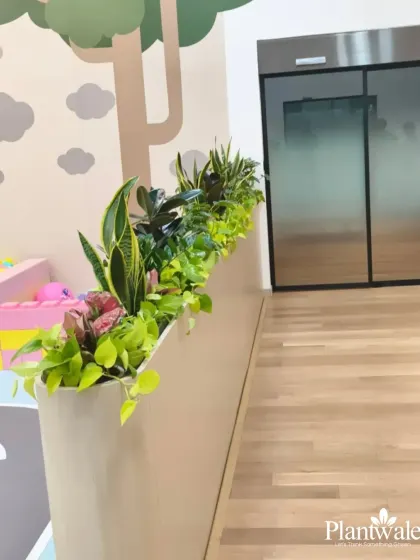 This custom planter acts as a beautiful, natural divider in an office or commercial space. We filled it with a mix of plants of varying heights and colors to create a lush, dynamic barrier.
