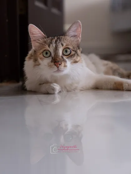 A stunning reflection shot of Hermione on the polished floor of her home. Her calm and curious nature made her a natural model.