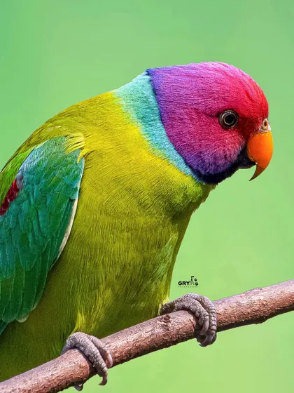 The stunning, almost painted-like colors of this Plum-headed Parakeet are a testament to nature's artistry. I focus on capturing these vibrant details, making such images perfect for fine art prints that bring a splash of wild color into any space.