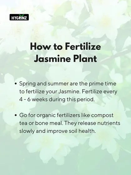Knowing when and how to fertilize is key. For Jasmine plants, spring and summer are the prime times, and using organic fertilizers like compost tea provides a slow release of nutrients.