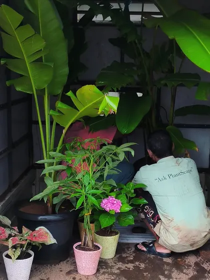 Loading up a delivery with a mix of plants, from large Bird of Paradise to smaller Caladiums and Hydrangeas. Just ask, and we can help you.