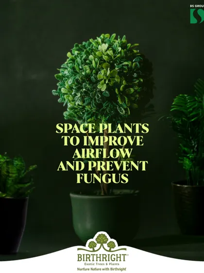Summer care tip: Space your plants out to improve airflow. This simple step helps prevent fungus and other heat-related issues.