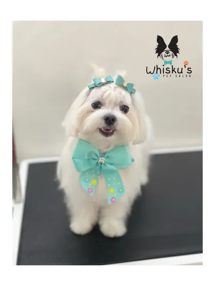 Pearl is all smiles after her grooming. A proper haircut keeps her long, silky Maltese fur from getting tangled.