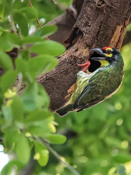 A Coppersmith Barbet at its nest cavity. Their constant, metallic-sounding calls are a familiar sound in many Indian forests and cities.