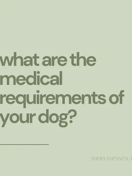 I always ask about your dog's medical requirements. Full transparency is essential for me to provide safe and responsible care, especially for pets with special needs.