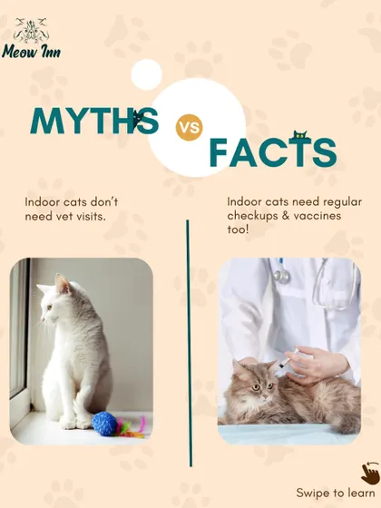 Myth: Indoor cats don't need vet visits. Fact: Regular checkups are essential for all cats to catch potential health issues early and keep up with vaccinations. We ensure every cat we adopt out is healthy.