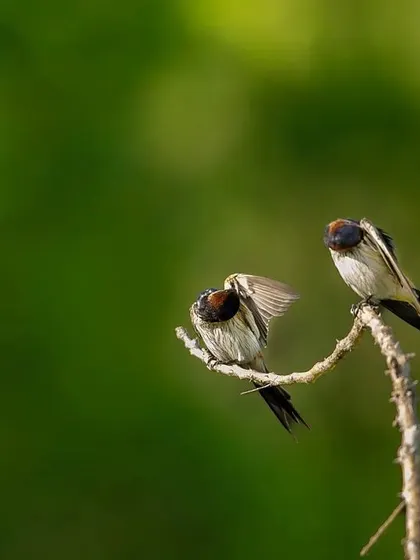 Two Red-rumped Swallows interact on a branch. One appears to be preening or stretching its wings, offering a glimpse into their daily behaviors.