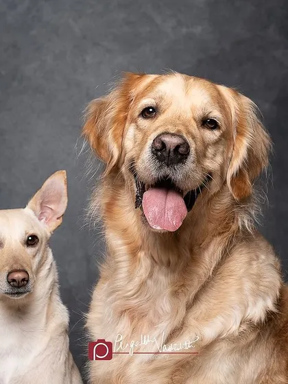 Another shot of the lovely duo, Penny and her Golden Retriever brother. This portrait shows a different dynamic, with both dogs looking forward, highlighting the contrast in their breeds and the harmony in their relationship.