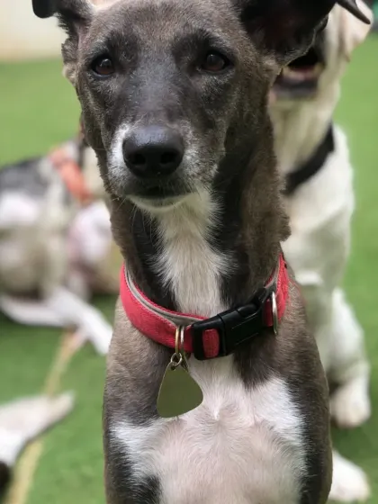 A close up portrait of a beautiful Indie dog at our shelter. The intelligence and soulfulness in their eyes is something you have to see in person.