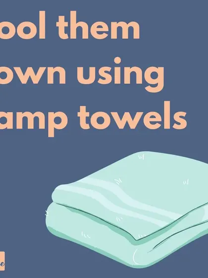 You can quickly cool your dog down by placing damp towels on them, especially on their belly and paws.