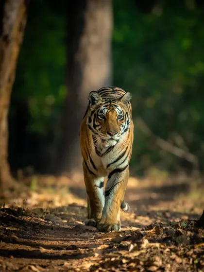 A confident stride from the MB3 tigress in Kanha National Park. A key part of my workshops is learning to read the animal's path and position yourself for a clean, powerful shot like this. The low angle makes her appear even more majestic as she walks her forest trail.